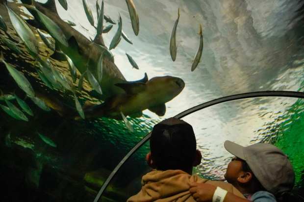 SeaWorld San Diego celebrates it's 60th anniversary. Park visitors at the Shark Encounter in Mission Bay on Tuesday, April 2, 2024 in San Diego, California. (Alejandro Tamayo / The San Diego Union-Tribune)