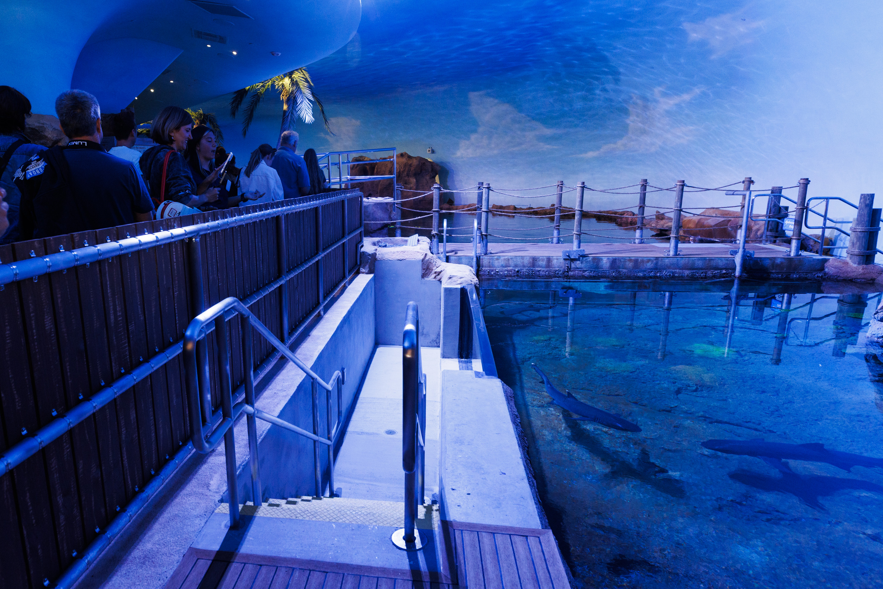 Visitors view whitetip reef sharks at the Shark Encounter exhibit...