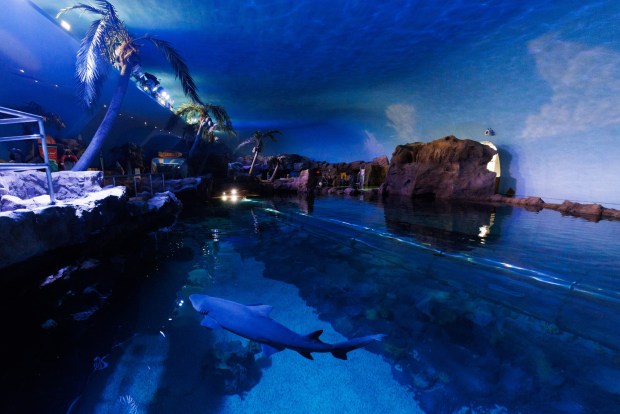 Sharks can be viewed from above and below at the Shark Encounter exhibit. (Kristian Carreon / The San Diego Union-Tribune)