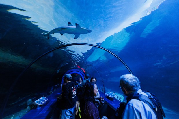 People walk through the tunnel at the Shark Encounter exhibit at Sea World on Tuesday, May 19, 2026. (Kristian Carreon / The San Diego Union-Tribune)