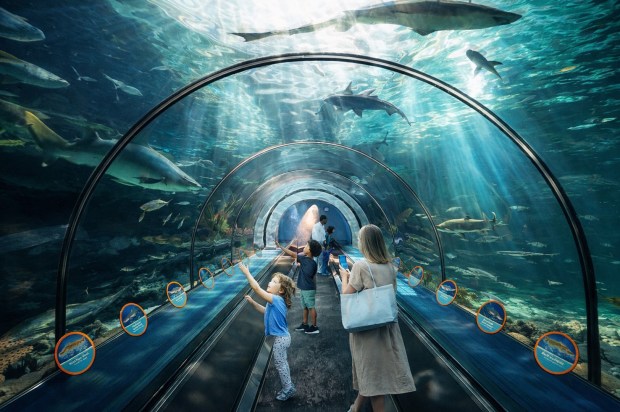 SeaWorld San Diego's new Shark Encounter attraction has 11 species in an interactive exhibit where guests enter through a coastal scene and end at an underwater world in a 180-degree viewing experience. (SeaWorld San Diego)