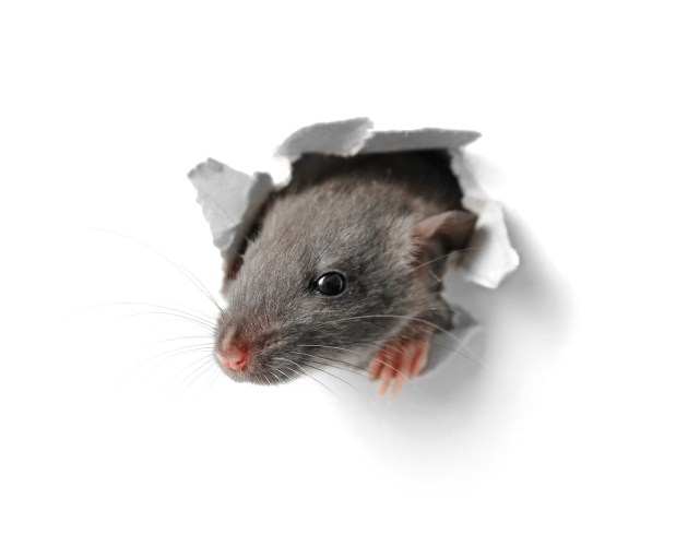 (Adobe Stock)