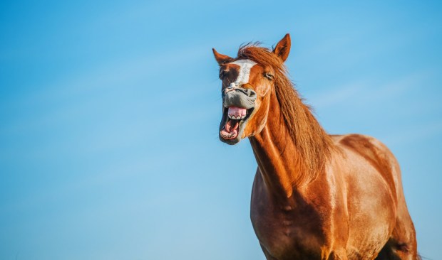 (Adobe Stock)