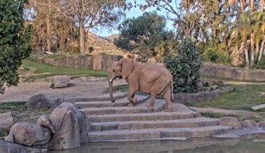Watch: San Diego Zoo launches Elephant Valley live camera