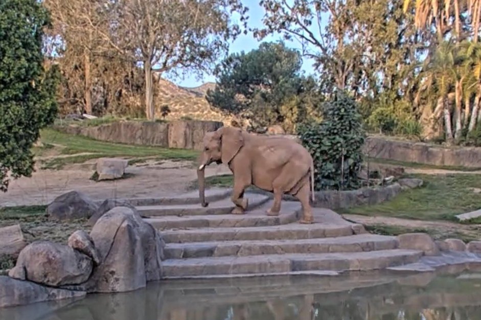 Watch: San Diego Zoo launches Elephant Valley live camera