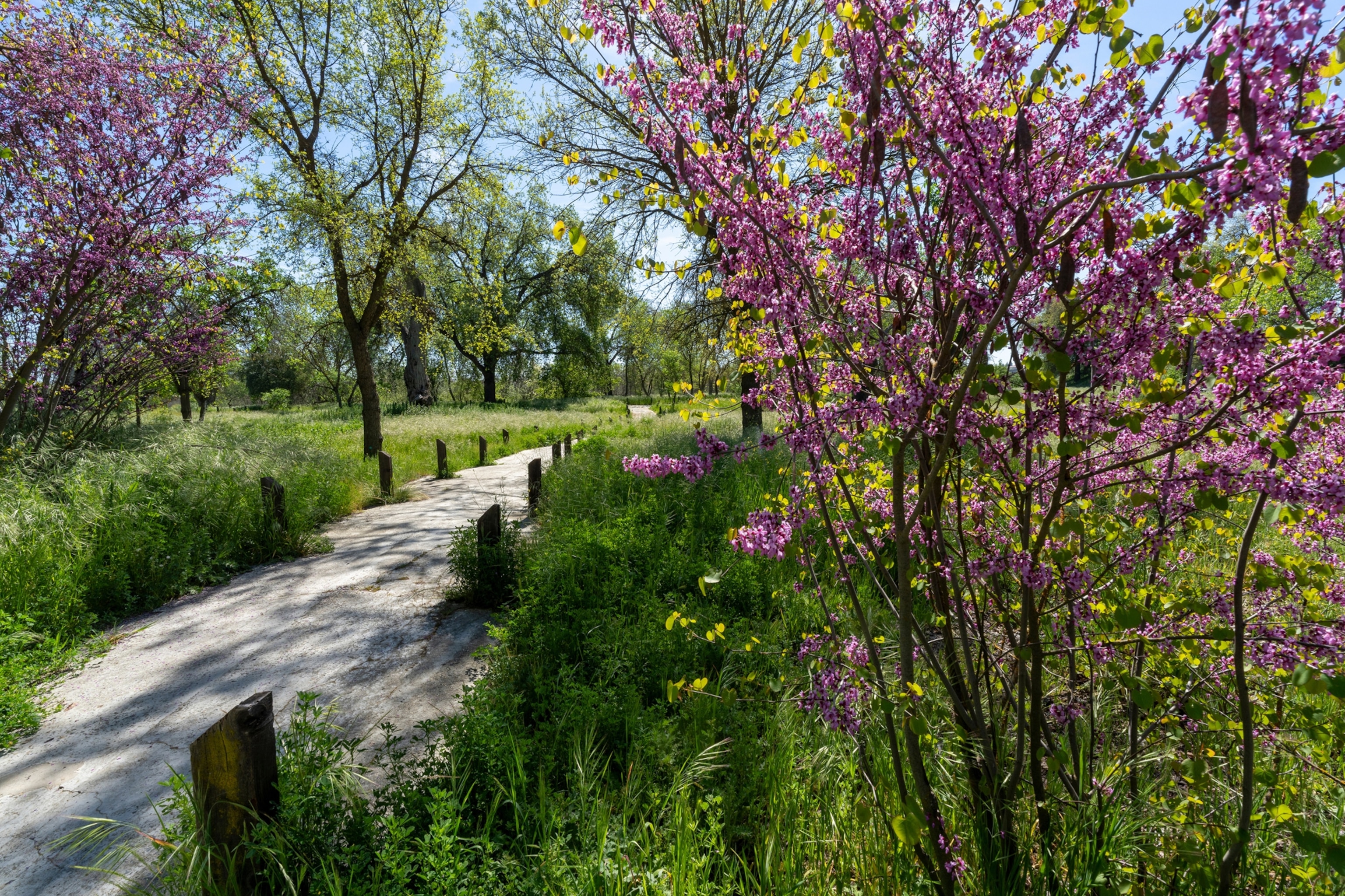 A path in a park with bright green grass and a pink tree.