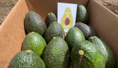 ‘Adopt an Avocado Tree’ program aims to help San Diego farmers – NBC 7 San Diego