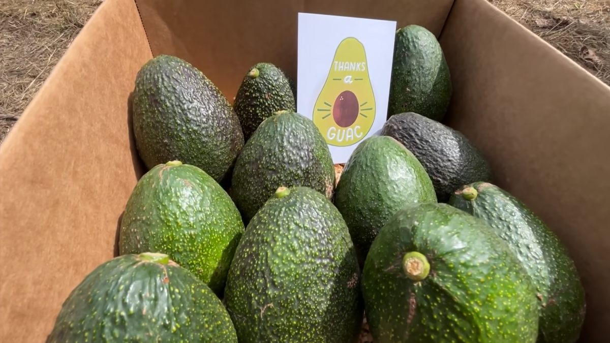 ‘Adopt an Avocado Tree’ program aims to help San Diego farmers – NBC 7 San Diego