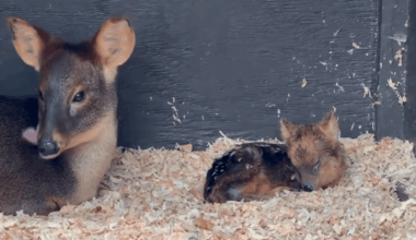 Oakland Zoo announces birth of southern pudu, the world’s second-smallest species of deer