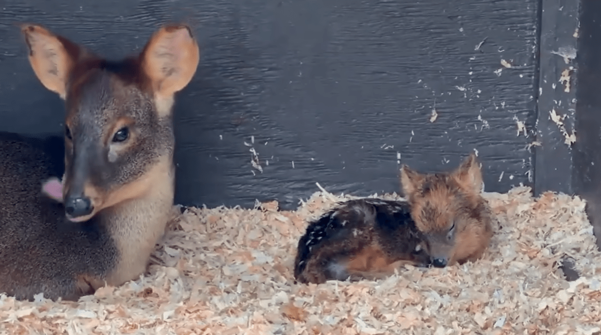 Oakland Zoo announces birth of southern pudu, the world’s second-smallest species of deer