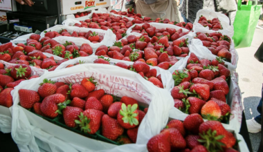 San Diego Weekend Guide: May 22-24 -- Memorial Day edition
