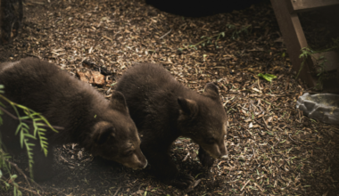 SD Humane Society moves orphaned bear cubs to an outdoor habitat