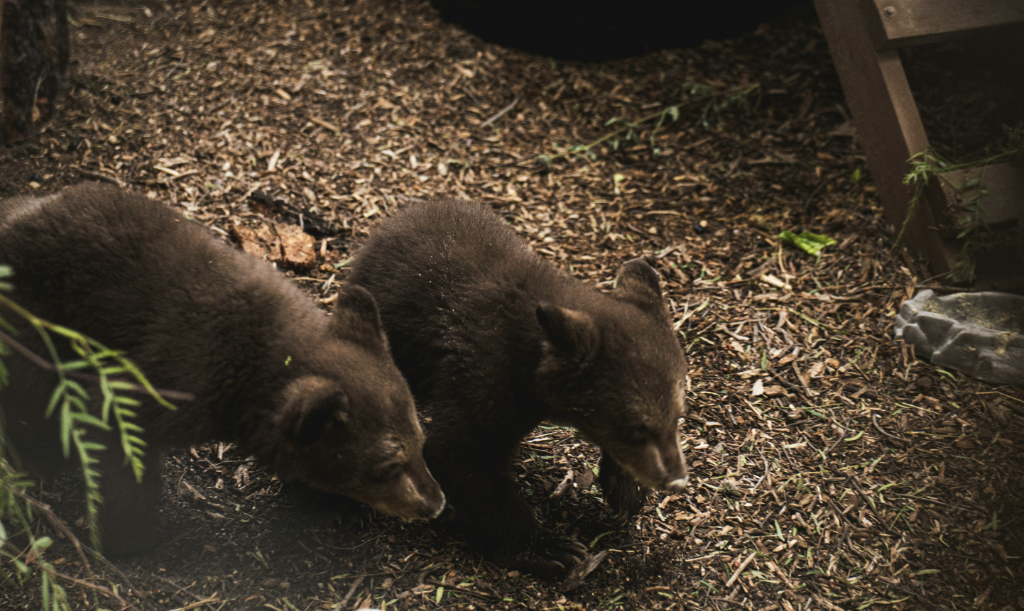 SD Humane Society moves orphaned bear cubs to an outdoor habitat