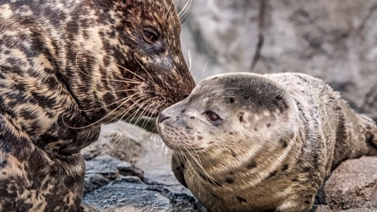Find Mother’s Day adventures around SoCal – NBC Los Angeles