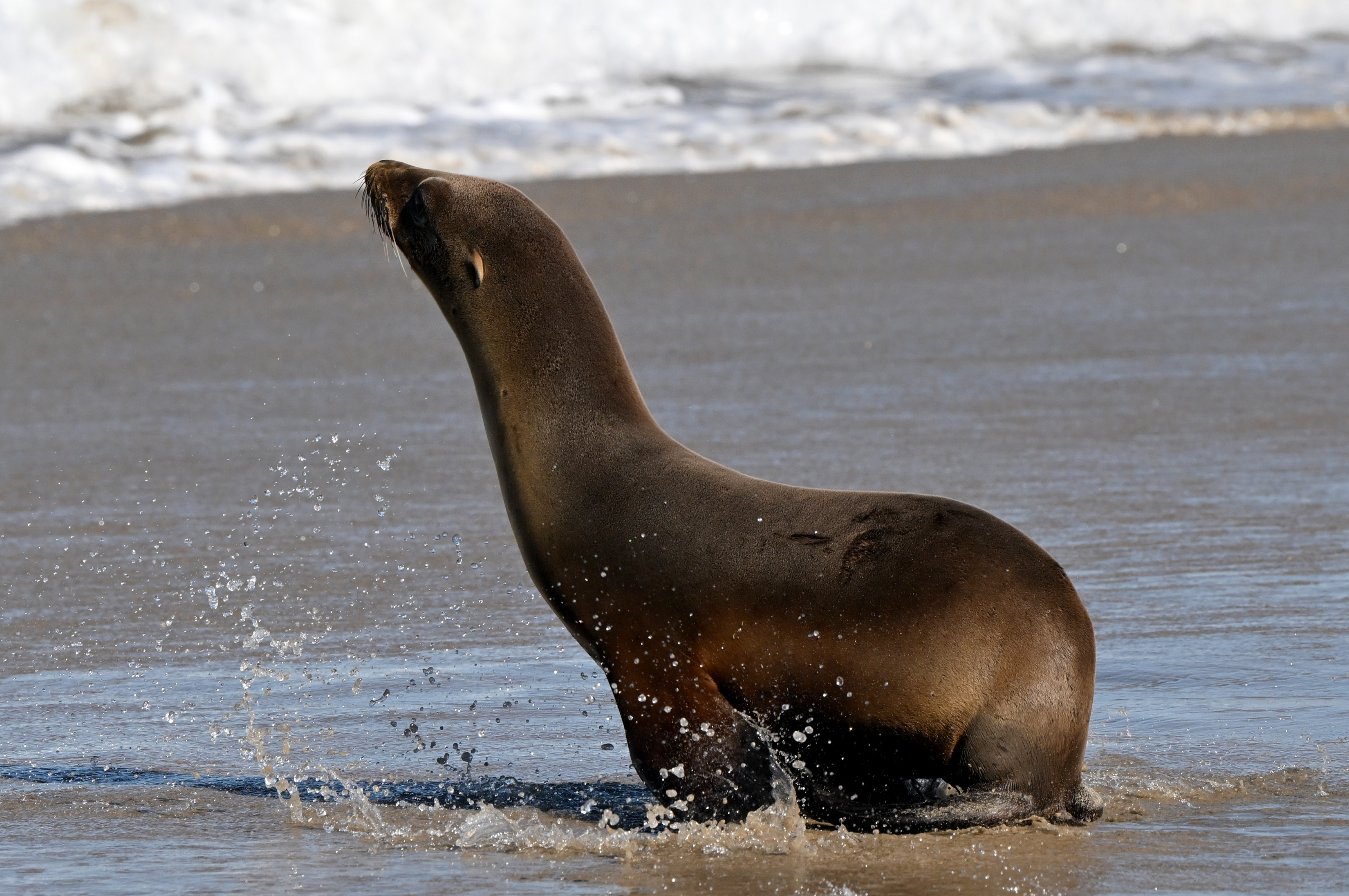 One of three sea lion pups makes its way to...