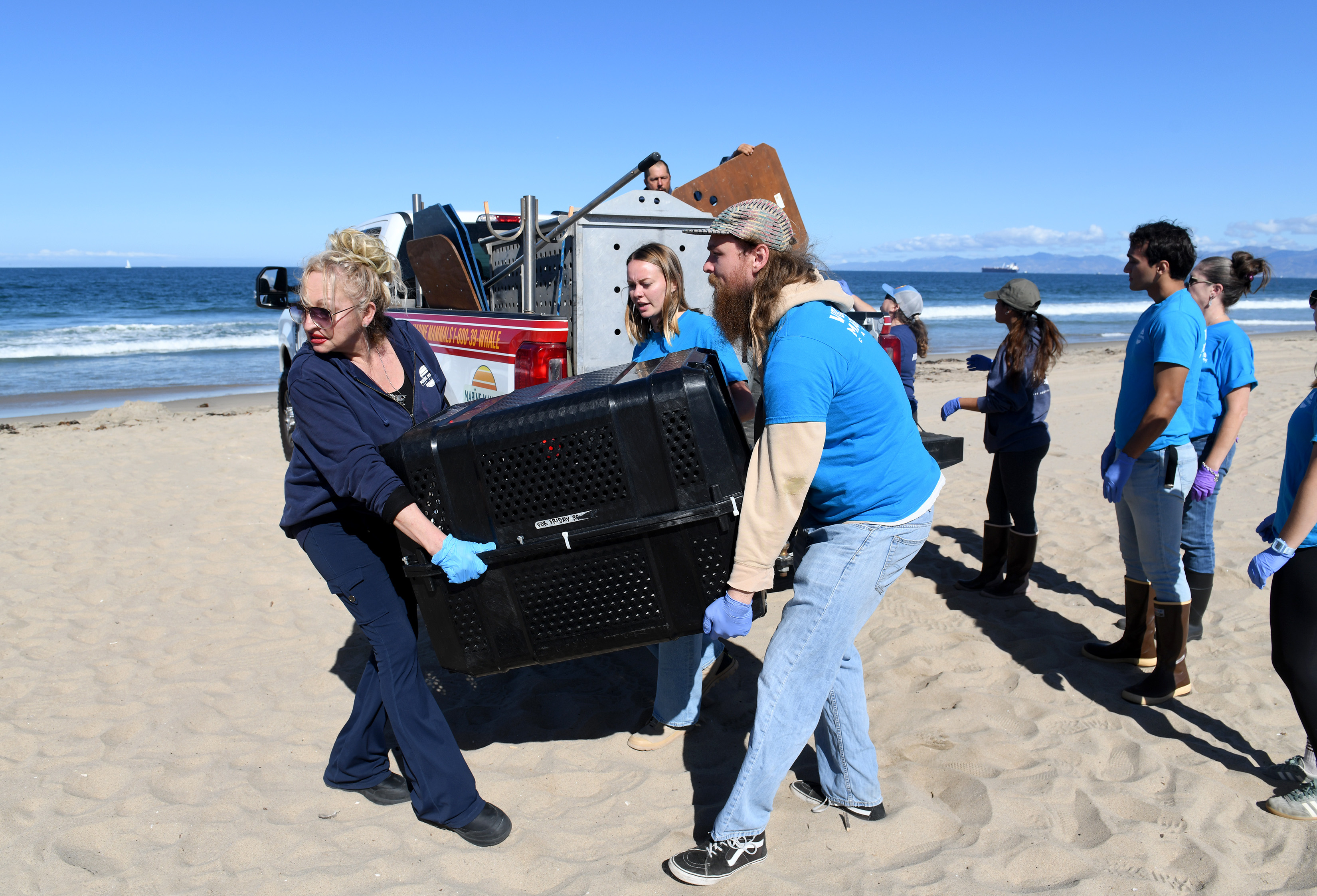 Volunteers with the Marine Mammal Care Center (MMCC) help with...