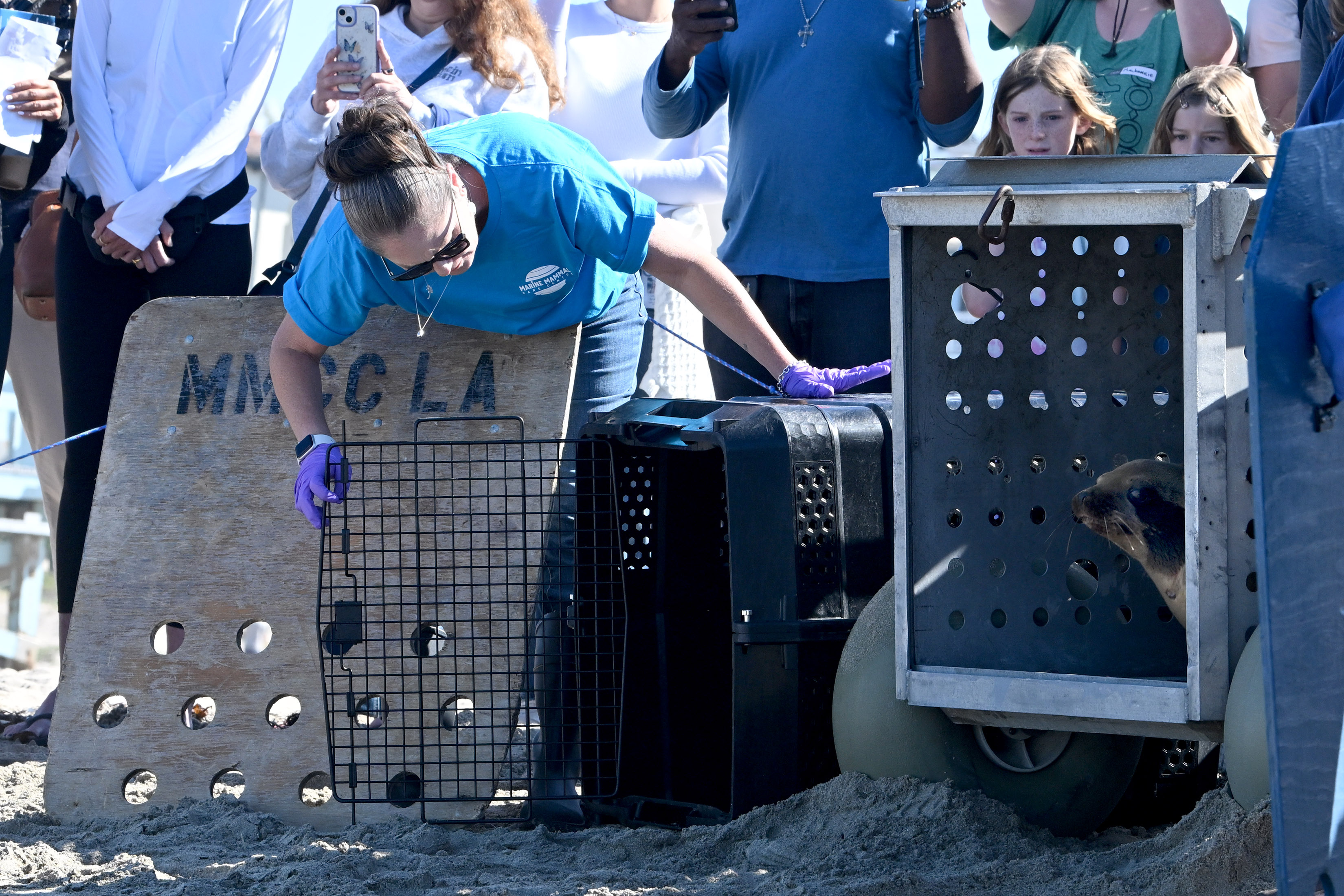 A volunteer with the Marine Mammal Care Center opens the...