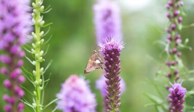 Plant bulbs that have seasonlong color and pollinator appeal – The Oakland Press