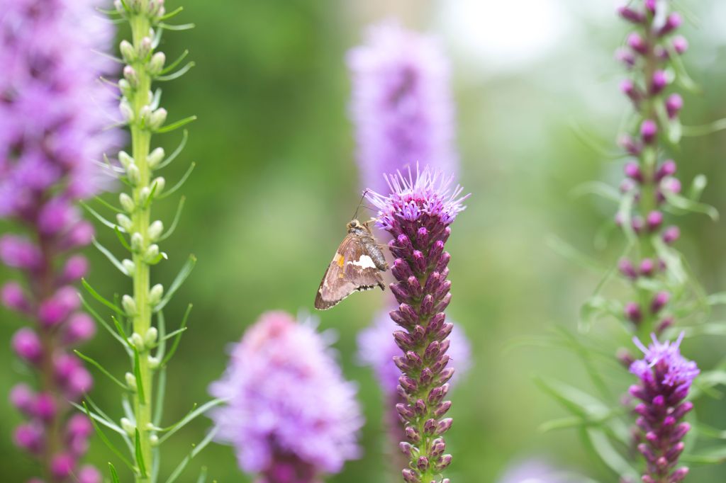 Plant bulbs that have seasonlong color and pollinator appeal – The Oakland Press