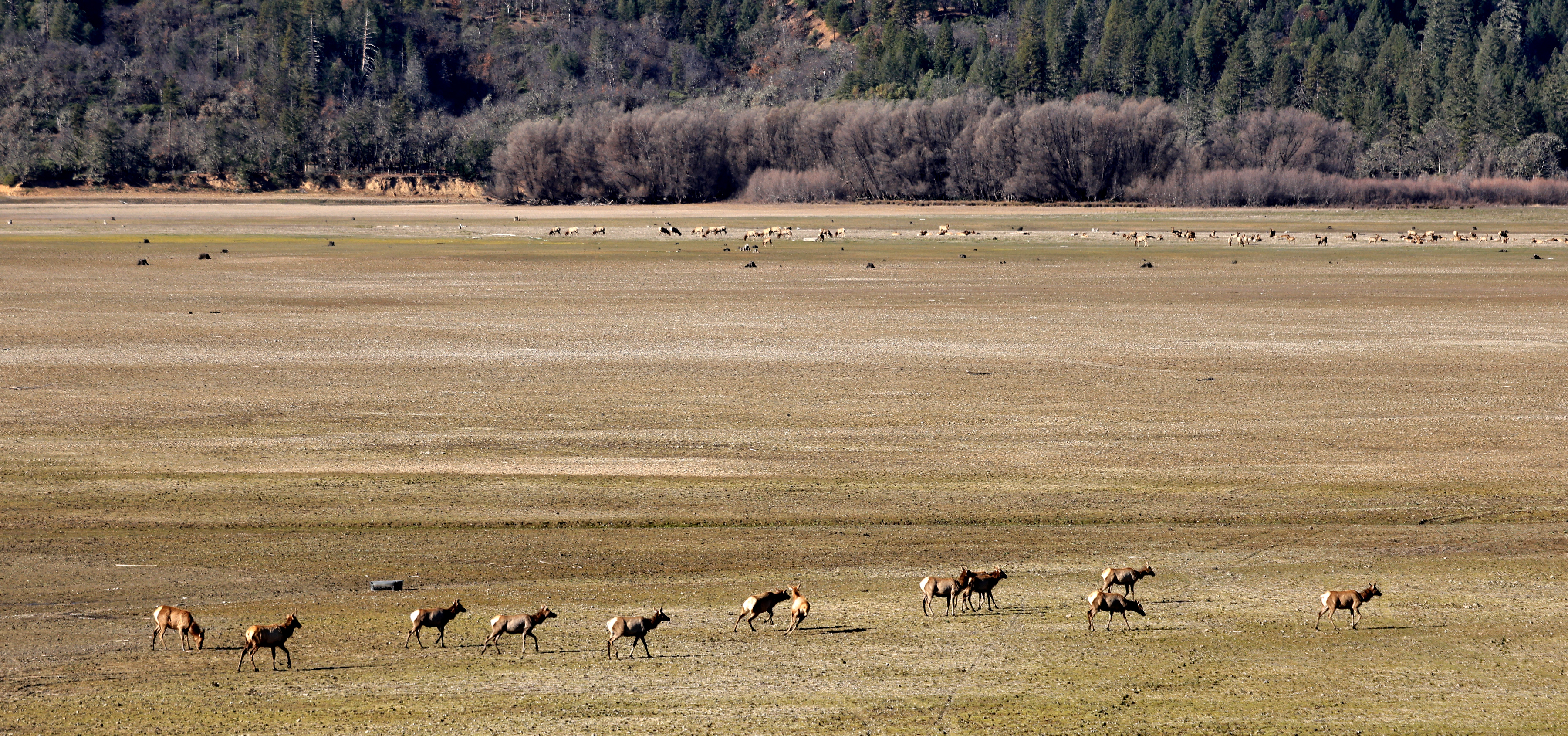 Elk graze across Lake Pillsburyâs partially dry lakebed, Wednesday, Dec....