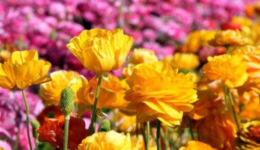 Carlbad’s Flower Fields will stay open a few more days, with discounted tickets – NBC Los Angeles
