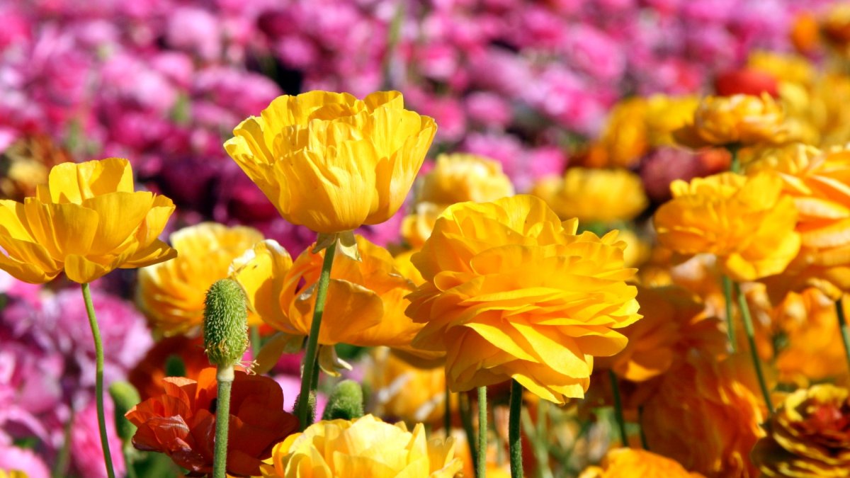 Carlbad’s Flower Fields will stay open a few more days, with discounted tickets – NBC Los Angeles