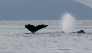 AI Used to Pinpoint Whale Heat Signatures to Prevent Ship Collisions in San Francisco Bay