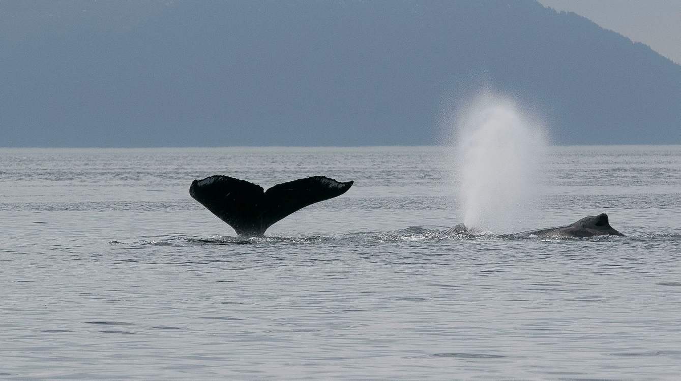 AI Used to Pinpoint Whale Heat Signatures to Prevent Ship Collisions in San Francisco Bay