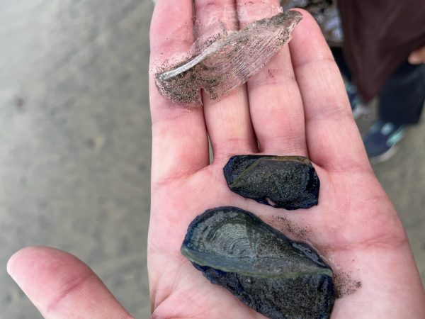 Organisms called Velella velellas, like these pictured at La Jolla Shores in April 2023, have been seen lately washed ashore on La Jolla beaches. (File)