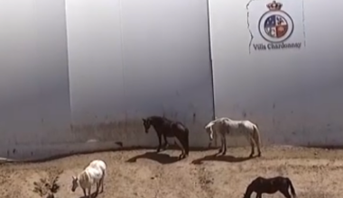 Humane society seizes 100 cats, 150 horses, other animals from Julian animal sanctuary – NBC 7 San Diego