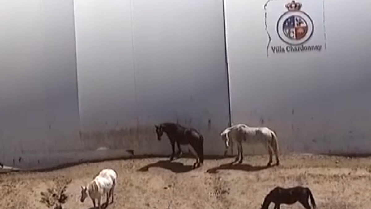 Humane society seizes 100 cats, 150 horses, other animals from Julian animal sanctuary – NBC 7 San Diego