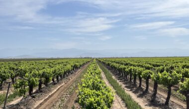 vineyard
