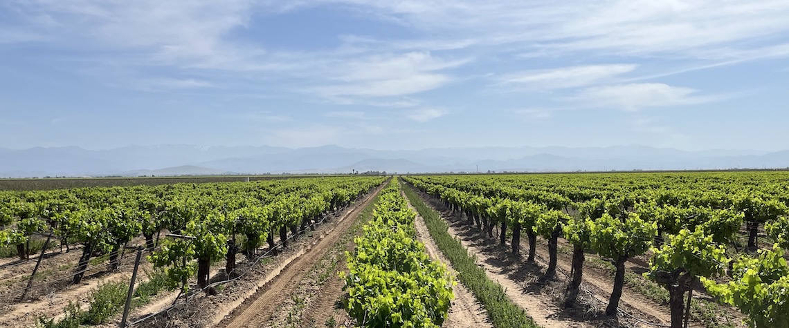 vineyard