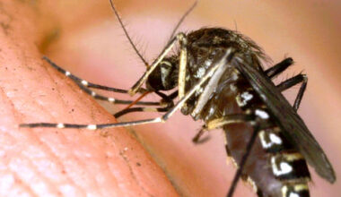 West Nile Virus Detected Early In Pico Rivera, Long Beach Mosquito Samples