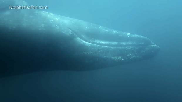 An underwater view of a 35-foot gray whale taken from a catamaran off Southern California. (Craig DeWitt/Captain Dave's Dolphin and Whale Watching Safari via AP)