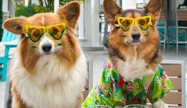 Yappy Hour 5 o