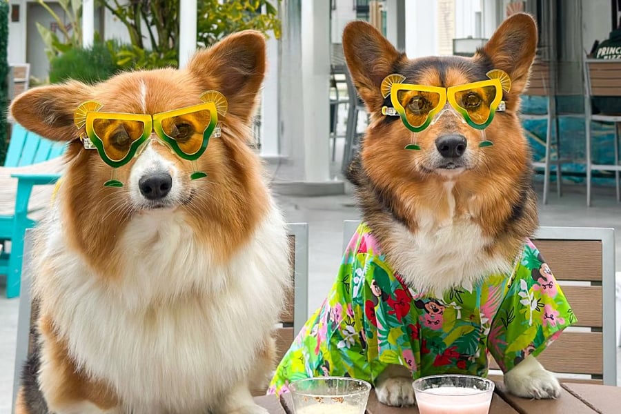 Yappy Hour 5 o'Clock Somewhere Rooftop