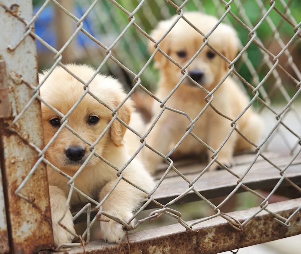 Animal and human rights activist Kitty Jones told the commission that there’s a ton of support for the ban locally, noting more than 60 organizations have signed on to a letter calling for it. sommai – stock.adobe.com