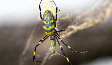 Invasive Joro spider likely hitched ride on flower shipment to California hotel in surprising first