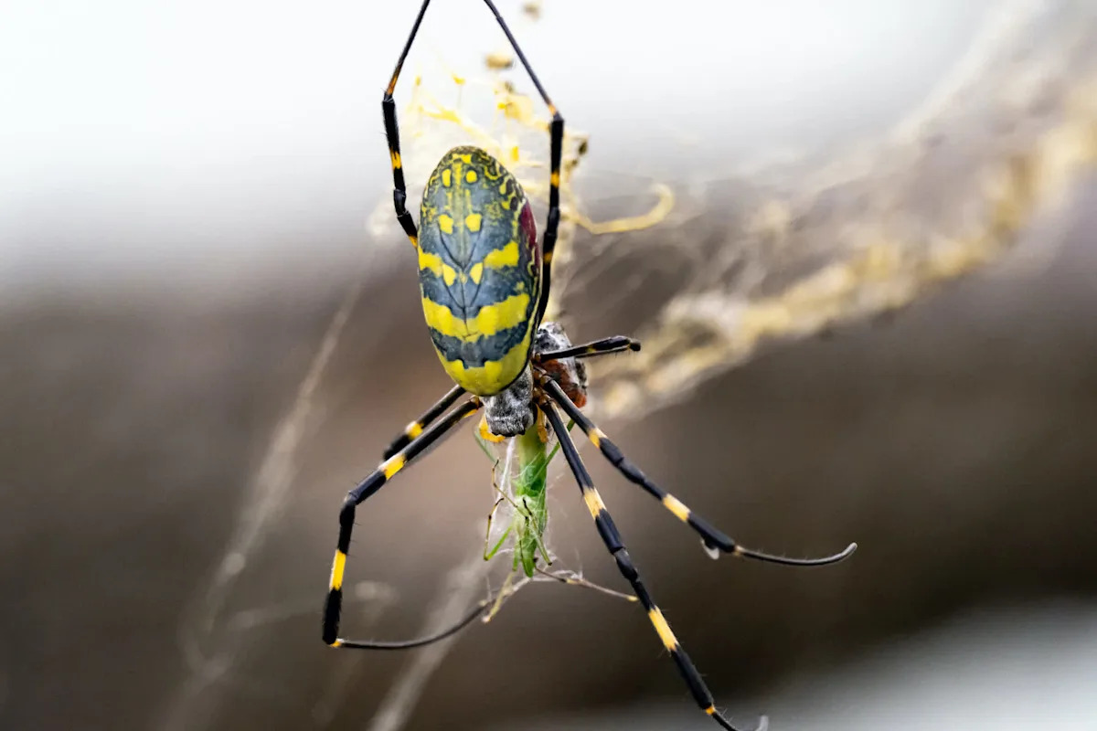 Invasive Joro spider likely hitched ride on flower shipment to California hotel in surprising first