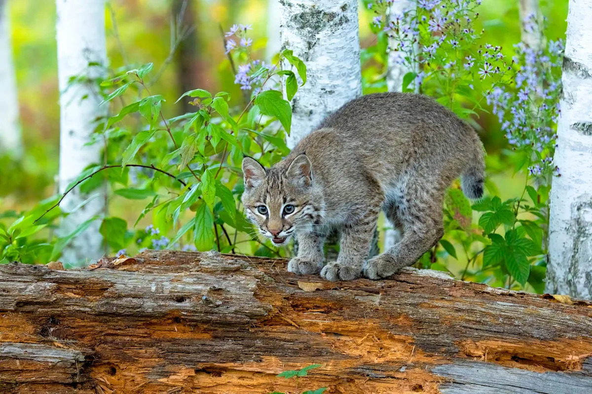 California Toddler Tries Making Friends With ‘Kitty’ Outside—Then Mom Sees the Truth