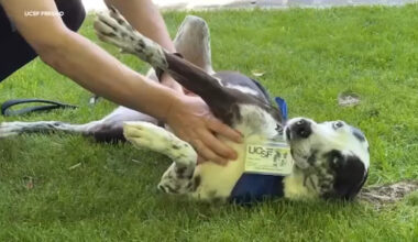 UCSF Fresno therapy dog Jillian boosts campus wellness with visits and smiles