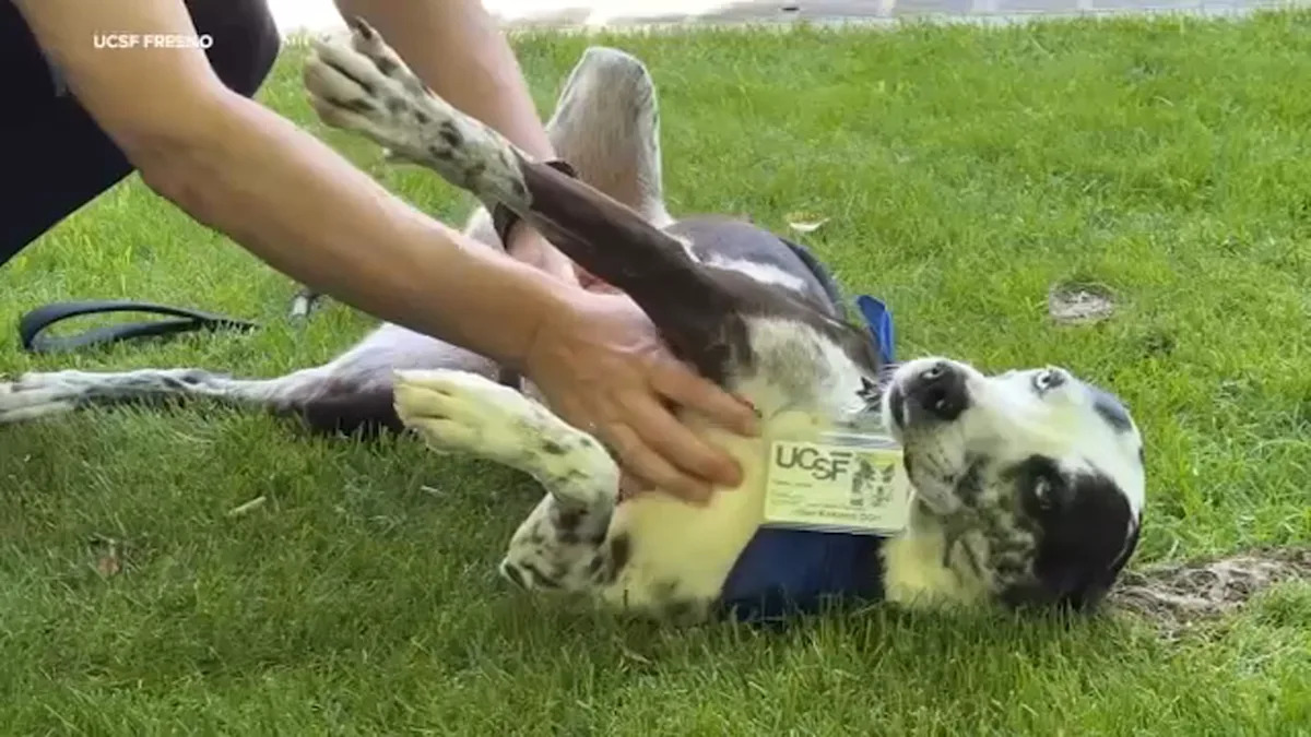 UCSF Fresno therapy dog Jillian boosts campus wellness with visits and smiles