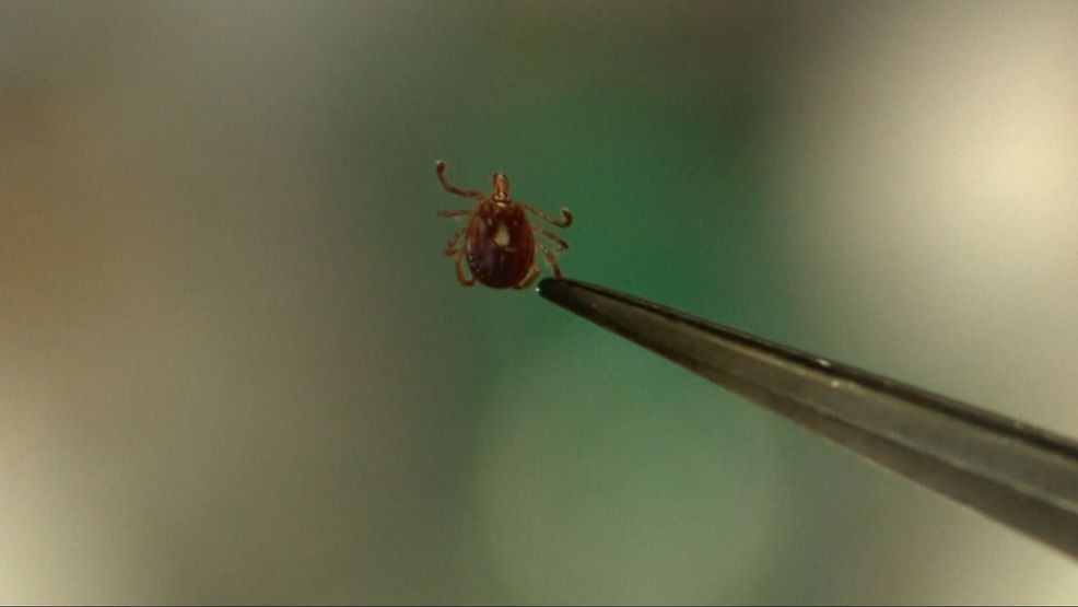 CDC reports rise in ER visits for tick bites as summer nears in Kern County (KBAK/KBFX)(File/WWMT)
