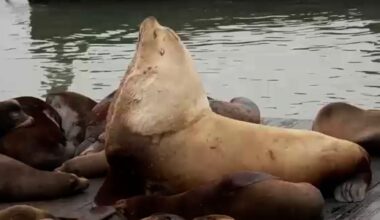 Massive sea lion “Chonkers” draws crowds in San Francisco
