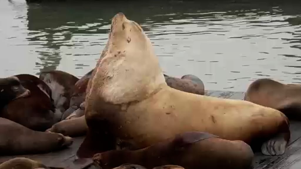 Massive sea lion “Chonkers” draws crowds in San Francisco