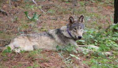 The gray wolf's improbable California comeback continues as population hits modern record number