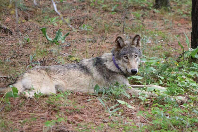 The gray wolf's improbable California comeback continues as population hits modern record number