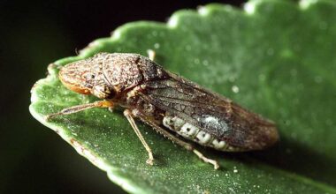 Northern California counties on alert after invasive insect found on Costco plants