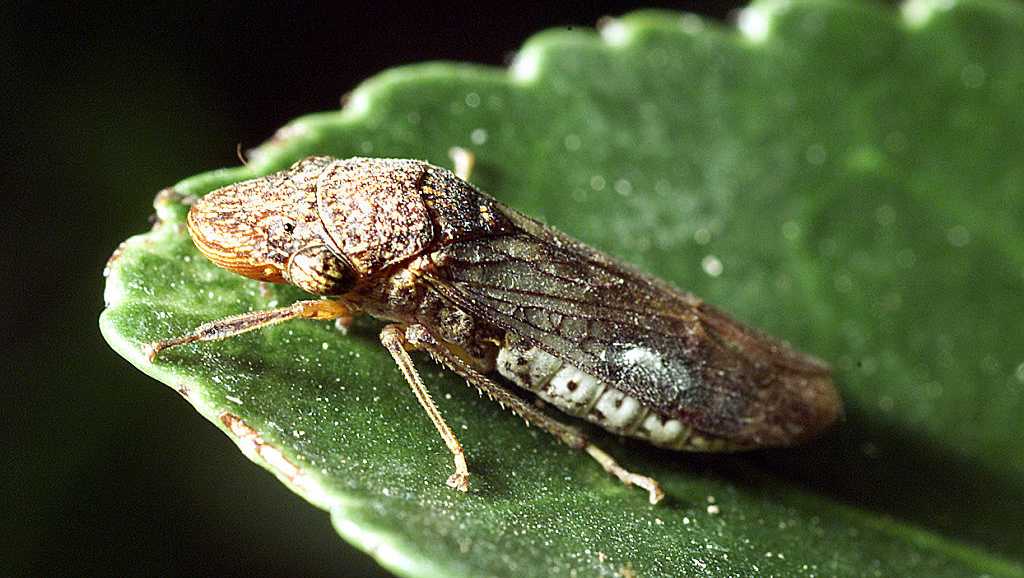 Northern California counties on alert after invasive insect found on Costco plants